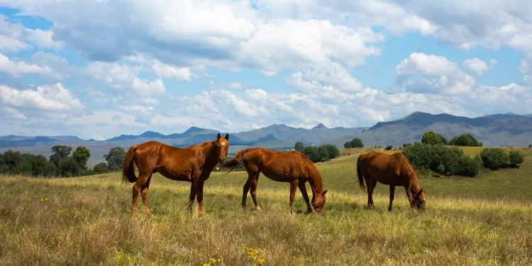 29 лошадей украли в Улытауской области