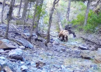 Краснокнижные медведи попали в объектив фотоловушки в области Жетісу