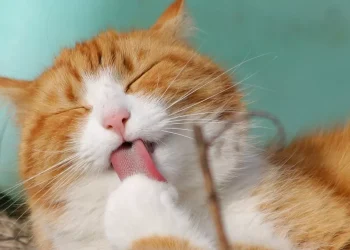 62 преступления, совершенных живодерами, зафиксировали за 8 месяцев в РК