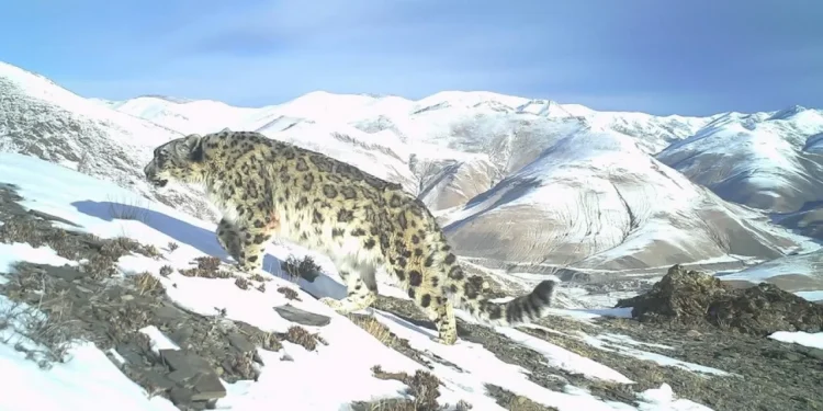 Союз охраны снежного барса создали в Китае