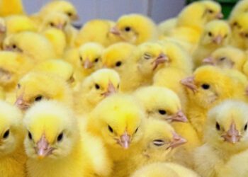 Новый завод в Жамбылской области строит «Алель Агро» при поддержке Halyk