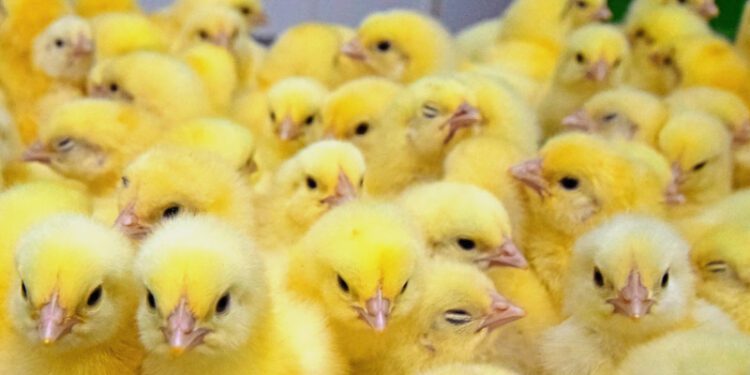 Новый завод в Жамбылской области строит «Алель Агро» при поддержке Halyk