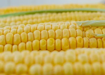 Госограничения на экспорт сельхозтоваров тормозят развитие АПК Казахстана – аналитика