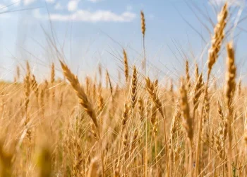 Контроль экспорта кабмином является бичом сельского хозяйства