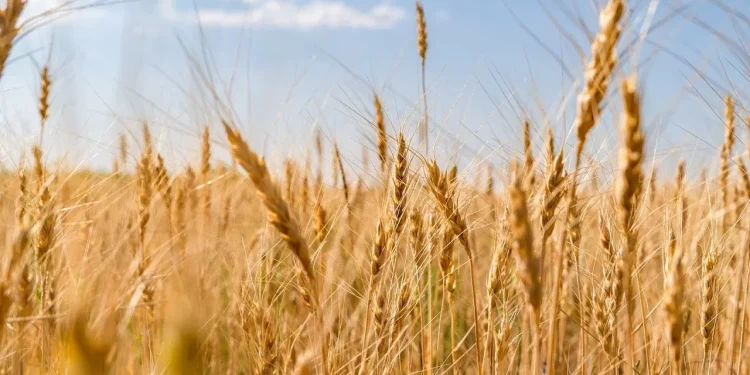 Контроль экспорта кабмином является бичом сельского хозяйства