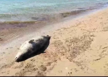 Эксперт: Загрязнение морской воды влияет на гибель тюленей в Казахстане