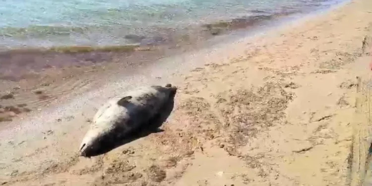 Эксперт: Загрязнение морской воды влияет на гибель тюленей в Казахстане