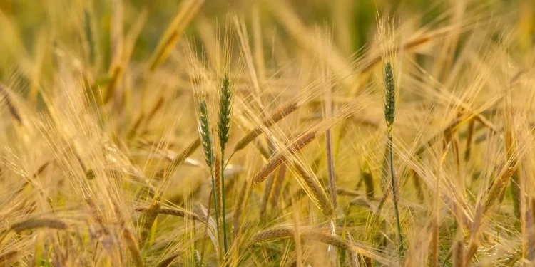 Большая вода в Казахстане: затронул ли паводок запасы стабфондов страны