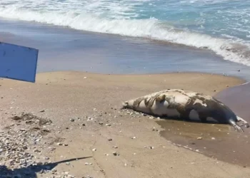 Катастрофа на Каспийском море: обнаружено множество мертвых тюленей