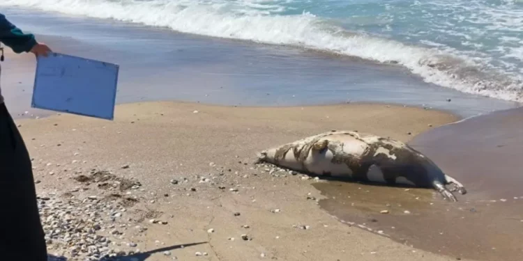 Катастрофа на Каспийском море: обнаружено множество мертвых тюленей