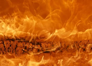 В Абайской области загорелся лес