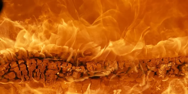 В Абайской области загорелся лес