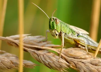 Борьба с саранчой вступает в критическую фазу в Казахстане