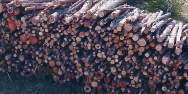 Что охраняли, то и воровали? Задержан директор филиала «Семей орманы»