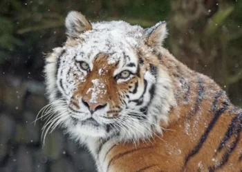 В Казахстан завезут тигров из Нидерландов для размножения