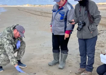 Количество мертвых тюленей на берегу Каспия выросло почти вдвое