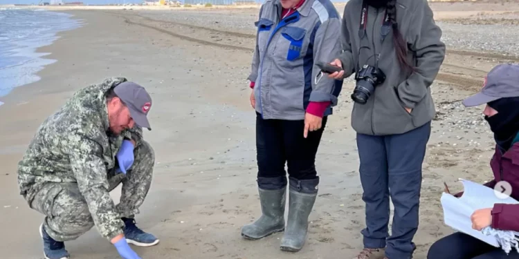 Количество мертвых тюленей на берегу Каспия выросло почти вдвое