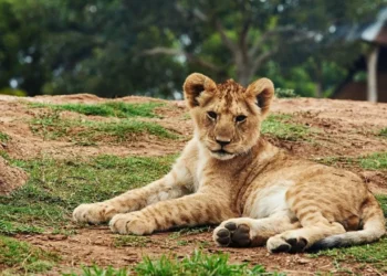 Львенка пытались продать на рынке в Шымкенте