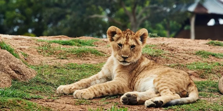 Львенка пытались продать на рынке в Шымкенте