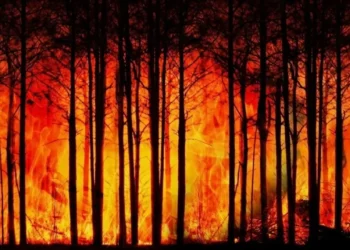 Генпрокуратура поставила точку в деле о пожаре в «Семей орманы»