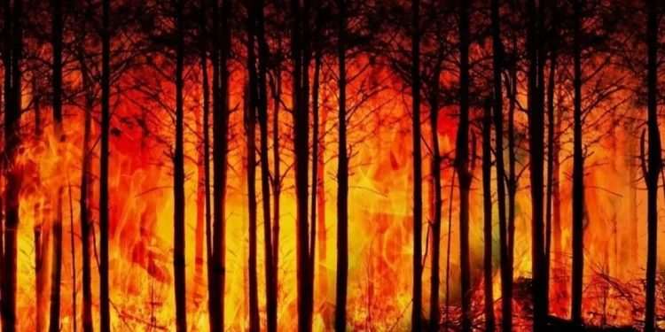 Генпрокуратура поставила точку в деле о пожаре в «Семей орманы»