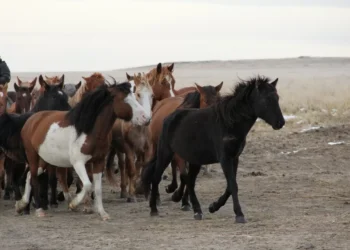 До паводков две недели: в Костанайской области спасают скот