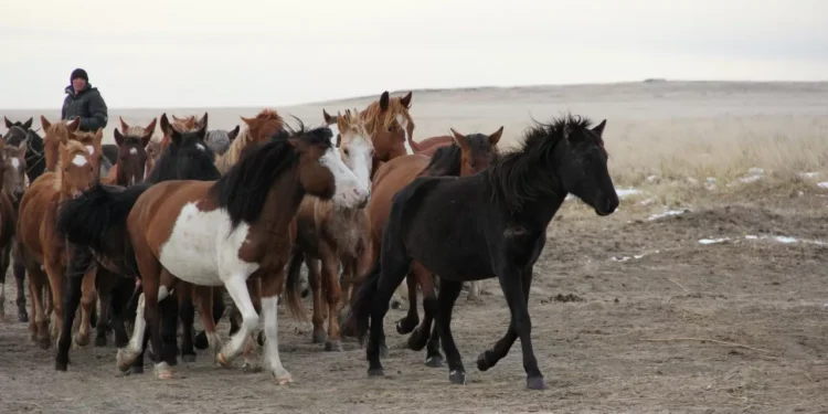 До паводков две недели: в Костанайской области спасают скот