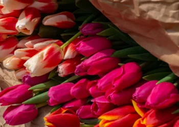 Тюльпановый бизнес: как заработать 100% прибыли к 8 марта