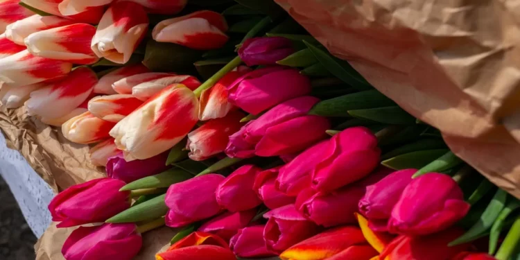 Тюльпановый бизнес: как заработать 100% прибыли к 8 марта