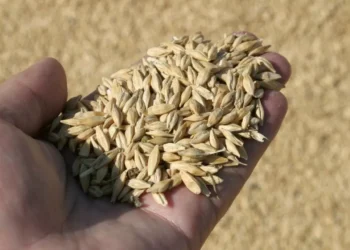 Россия отменила запрет на ввоз пшеницы из Казахстана