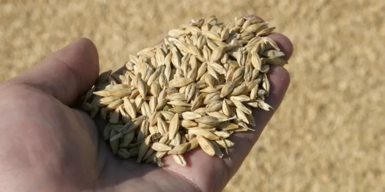 Россия отменила запрет на ввоз пшеницы из Казахстана