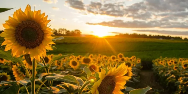 Как по маслу: как засуха в Европе может помочь аграриям Казахстана