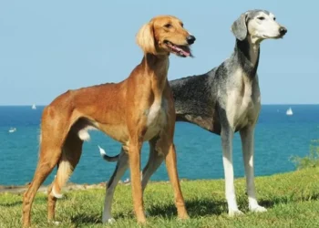 Казахский тазы признан национальным достоянием: суд встал на защиту породы от монополии