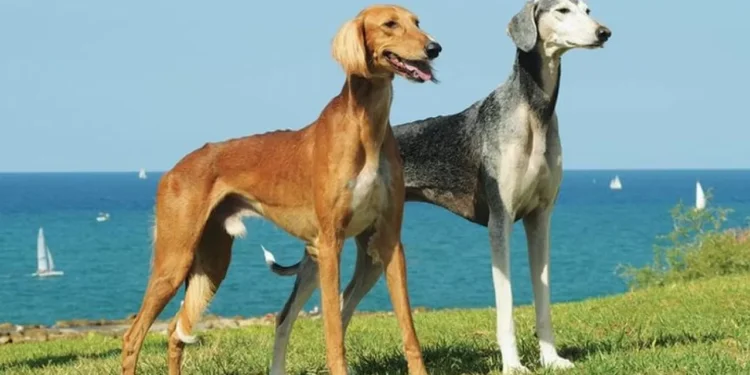 Казахский тазы признан национальным достоянием: суд встал на защиту породы от монополии