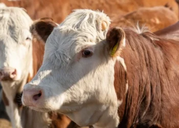 Поголовье скота в Казахстане сокращается: запреты на экспорт убивают отрасль