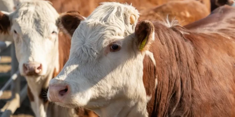 Поголовье скота в Казахстане сокращается: запреты на экспорт убивают отрасль
