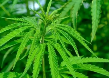 Коноплю в Казахстане начнут перерабатывать для изготовления этих товаров