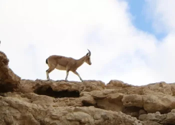 Миллиардный проект требуют остановить в Казахстане из-за угрозы природе