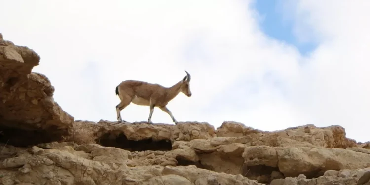 Миллиардный проект требуют остановить в Казахстане из-за угрозы природе