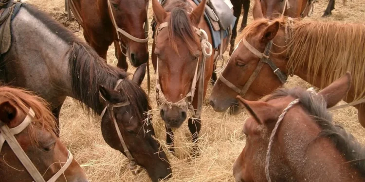 В Казахстане пересмотрели правила агросубсидирования