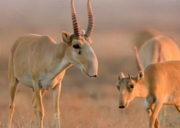 Когда в Казахстане определят стоимость сайгачатины