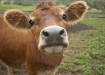 Запрет на вывоз бычков продлили в Казахстане