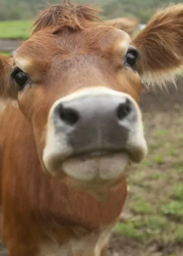 Запрет на вывоз бычков продлили в Казахстане