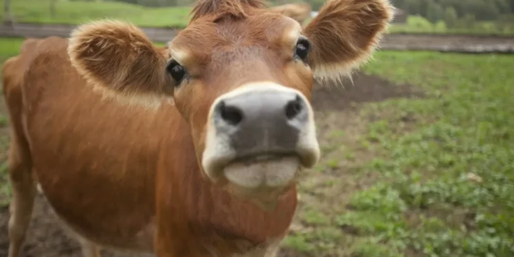 Запрет на вывоз бычков продлили в Казахстане