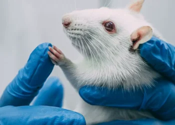 Спутник с мышами и мухами стартовал с Байконура