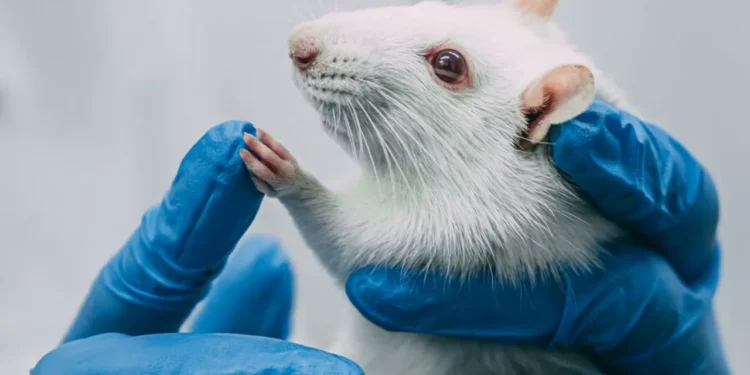 Спутник с мышами и мухами стартовал с Байконура