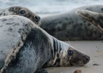 Новый НИИ получит миллионы тенге на изучение причин гибели тюленей