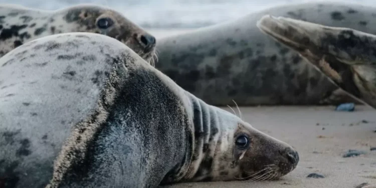 Новый НИИ получит миллионы тенге на изучение причин гибели тюленей