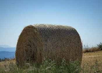 В Казахстане фермеры перевыполнили план по сену и силосу