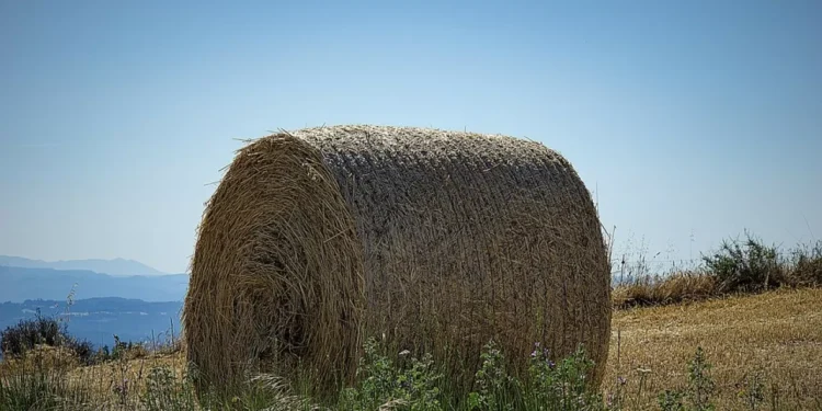 В Казахстане фермеры перевыполнили план по сену и силосу